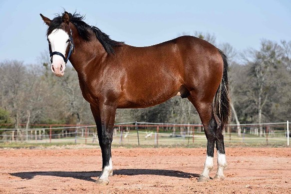 EquineTrader - A Shining Spook Yearling Bay Colt Spooks...