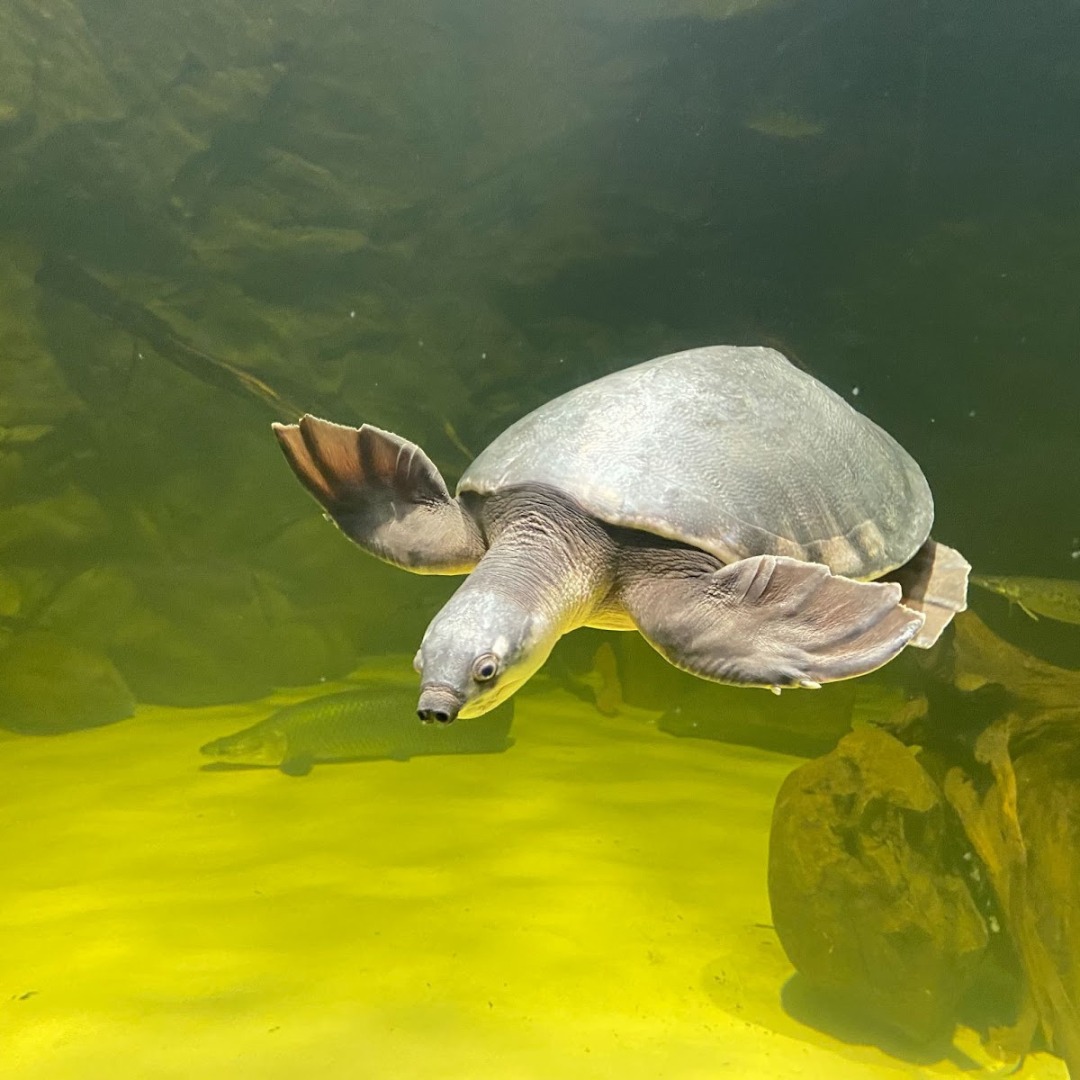 Daytona - Happy World Turtle Day from our Fly River Turtle! #aquarium # ...