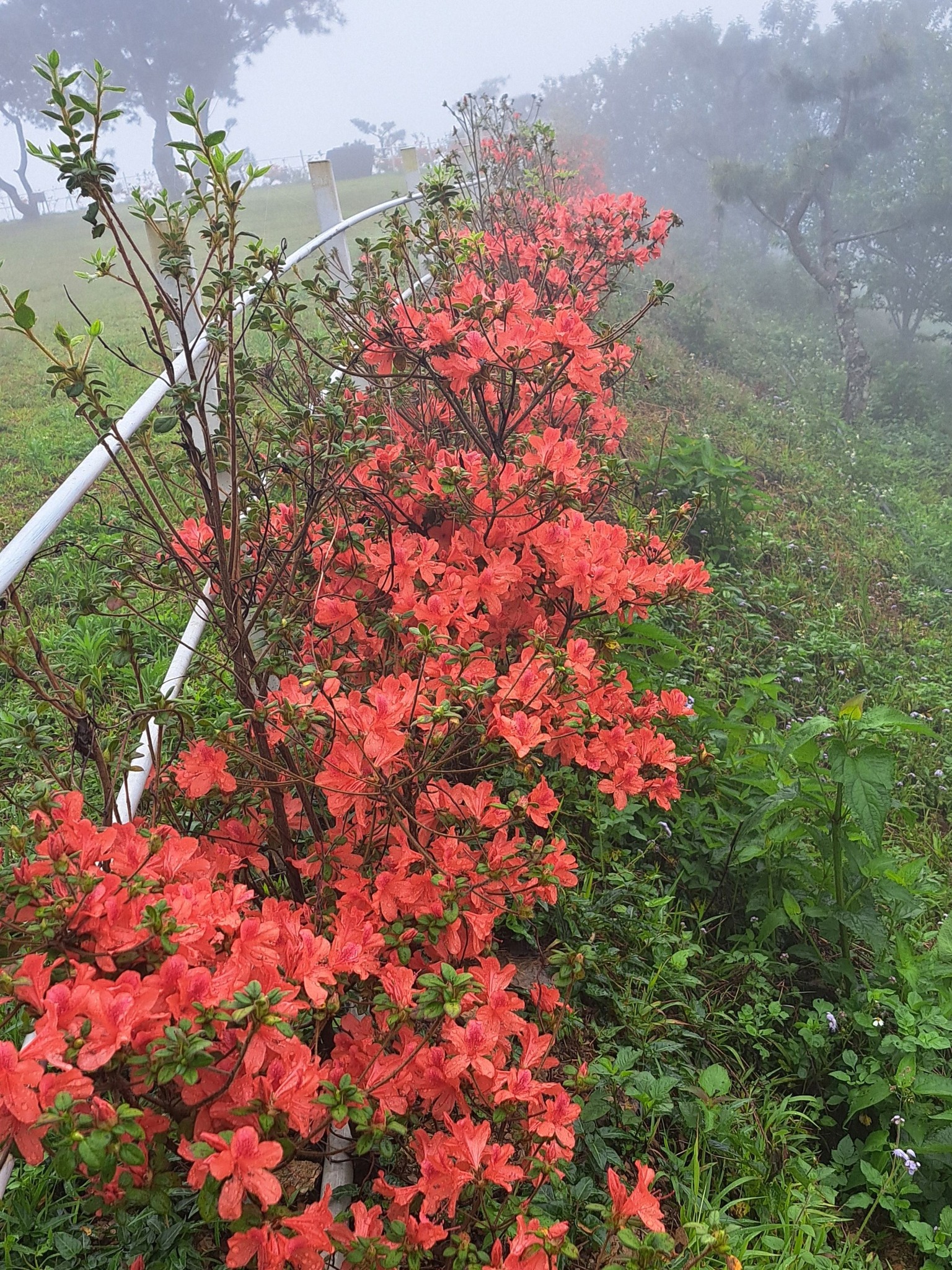 非比露營區 - 各位露友，非比露營區平台今天下午，已經開放明年度2026年1-6／30的訂位囉！歡迎舊雨新知，喜歡露營... | Facebook