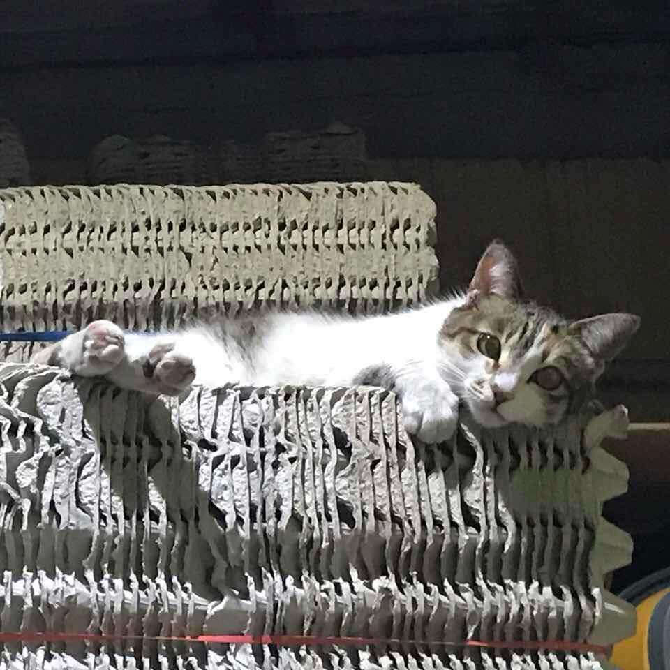 唔明點解魚尚越執越少店,反而爭鮮越開越多店 | Facebook