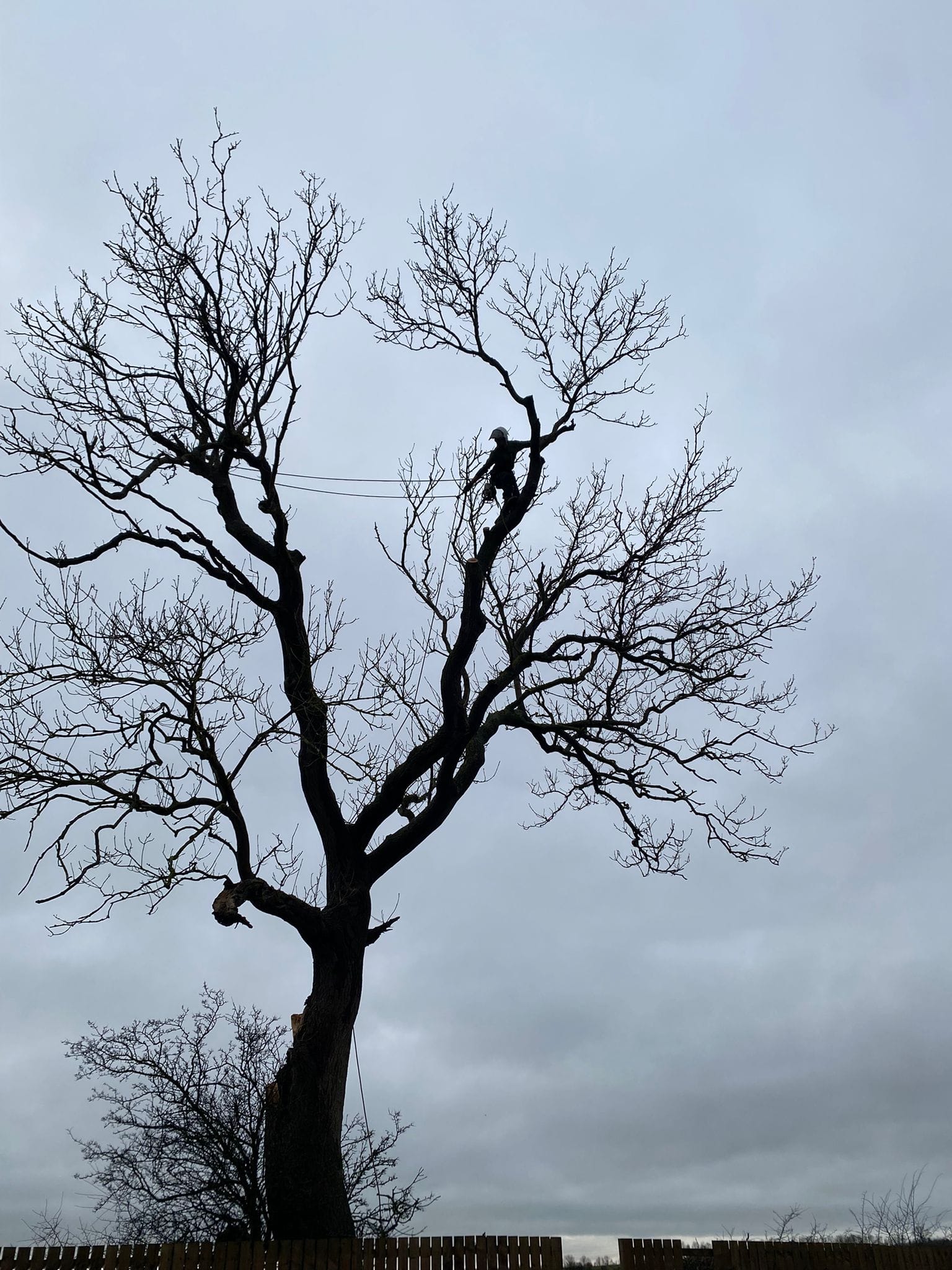 Arborline Tree Services Ltd | Durham