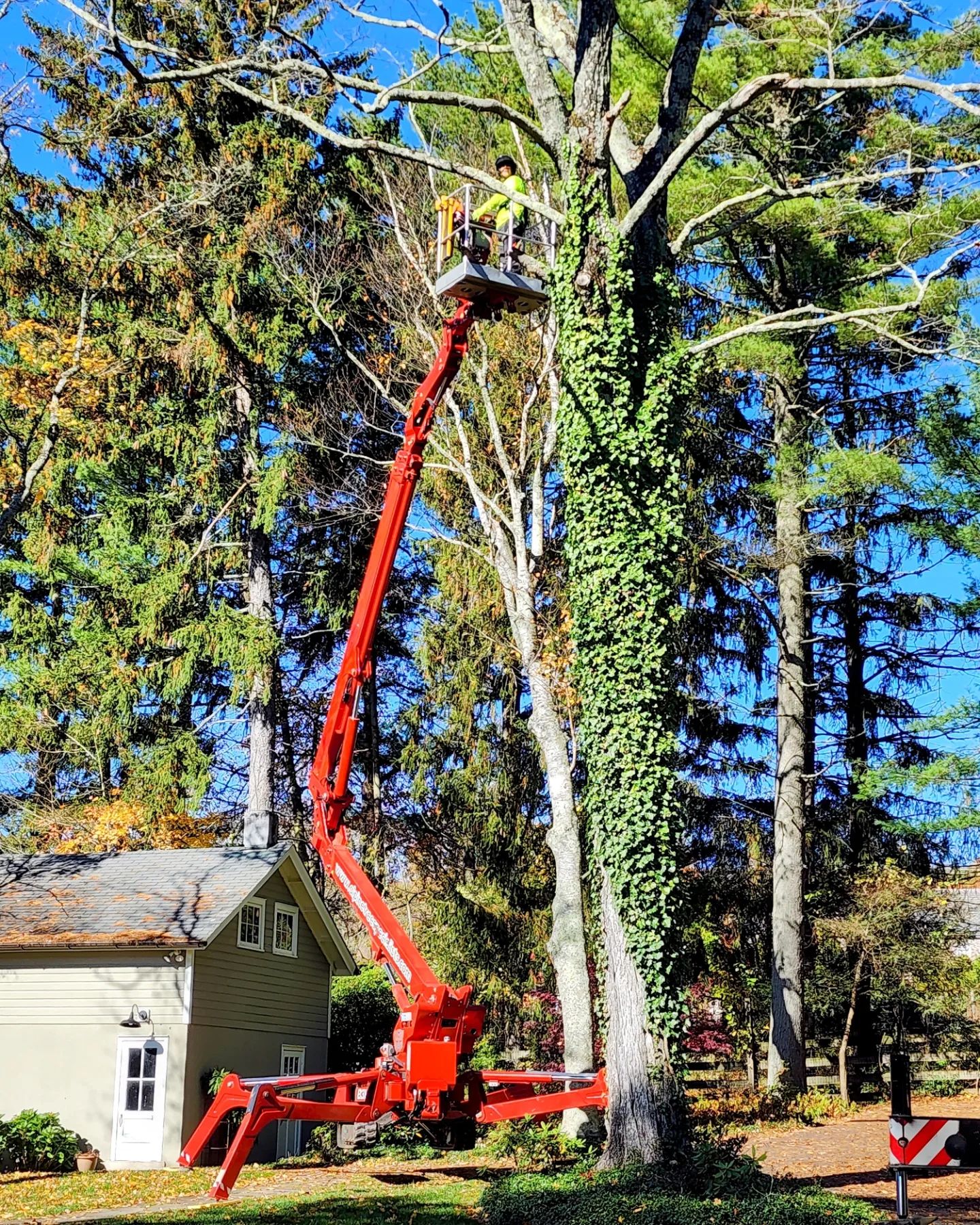 Alpine Tree Service