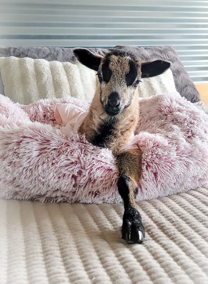 💕 Ruby Rae update 💕 This... - Sale Ranch Animal Sanctuary
