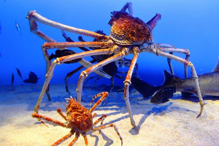 Large land crab climbs 6ft fence in Okinawa, Japan