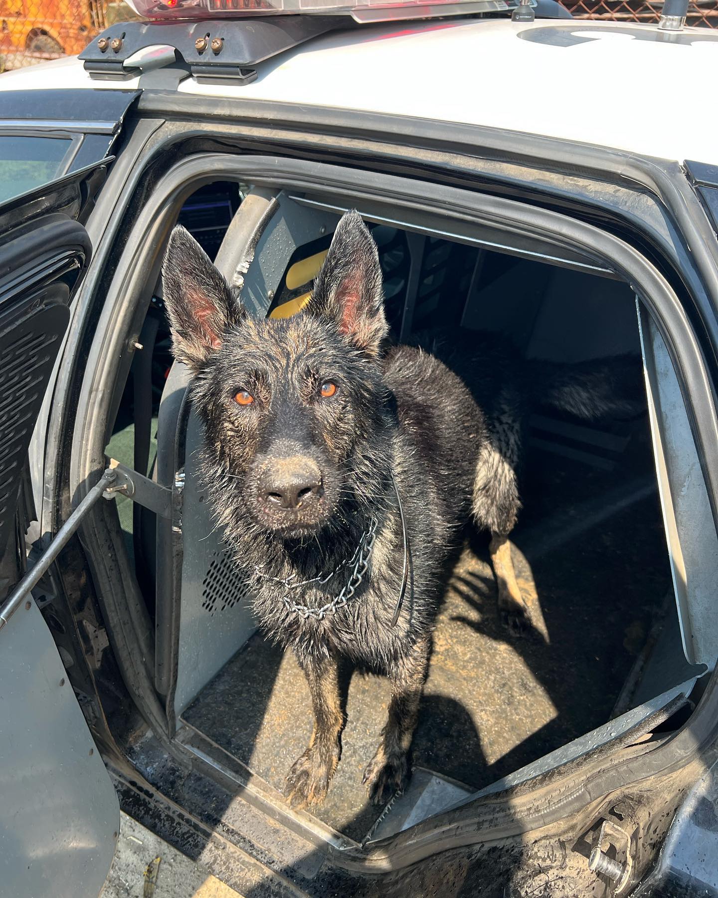 K9 Rocco wanted to... - Modesto Police Canine Association | Facebook