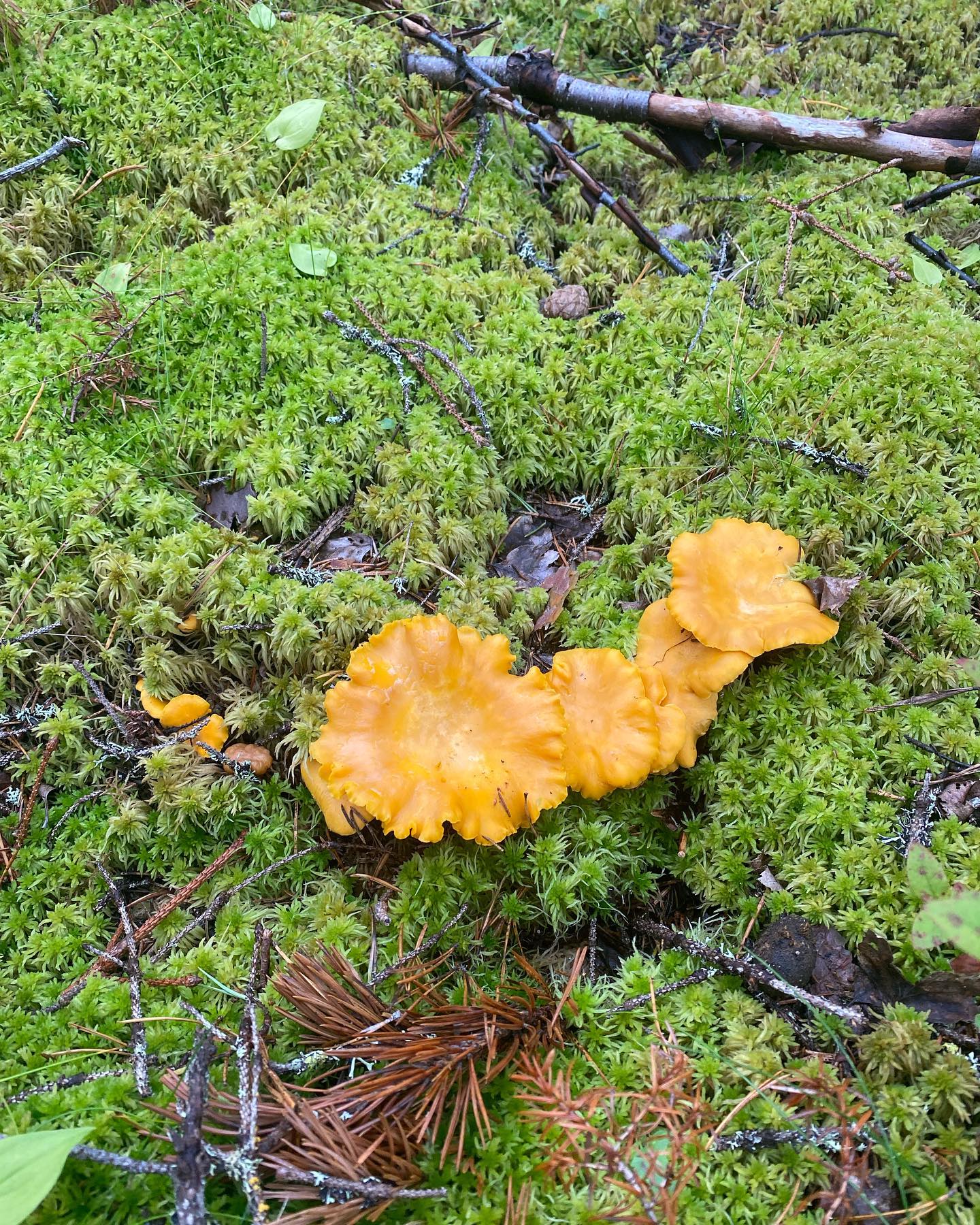 Hörnsjö Skog & Maskin AB | Hörnsjö