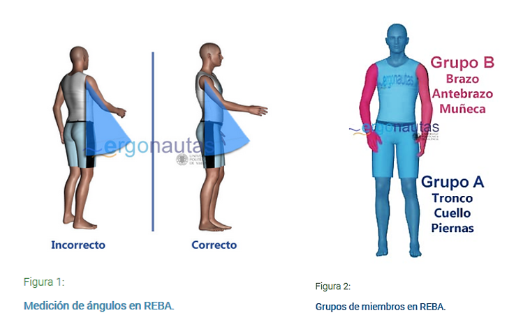 Método REBA -... - El Arte de la Prevención de Riesgos