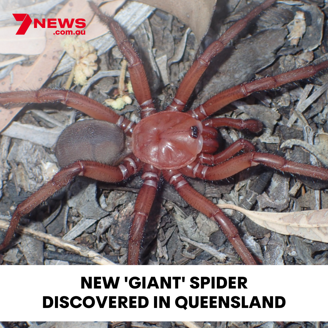 7NEWS - 'It's a big, beautiful species.' Details: 7news.link
