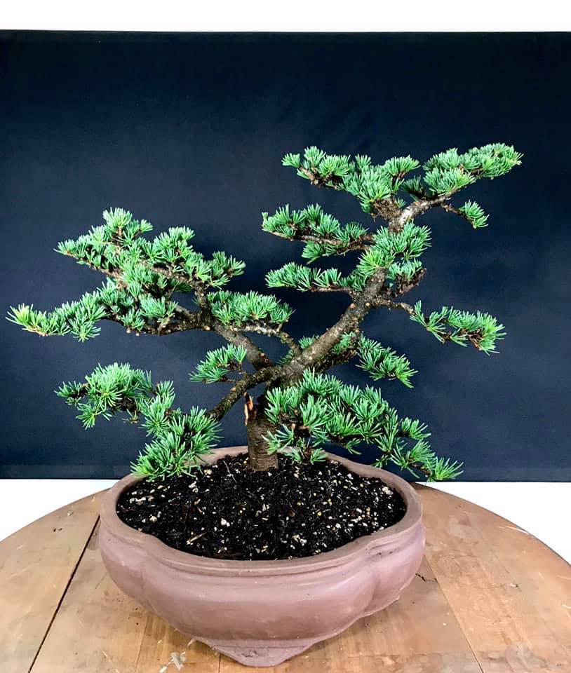 Bonsai - N°13 Junipero Chinens Itoigawa . Dentro de las variedades de ...