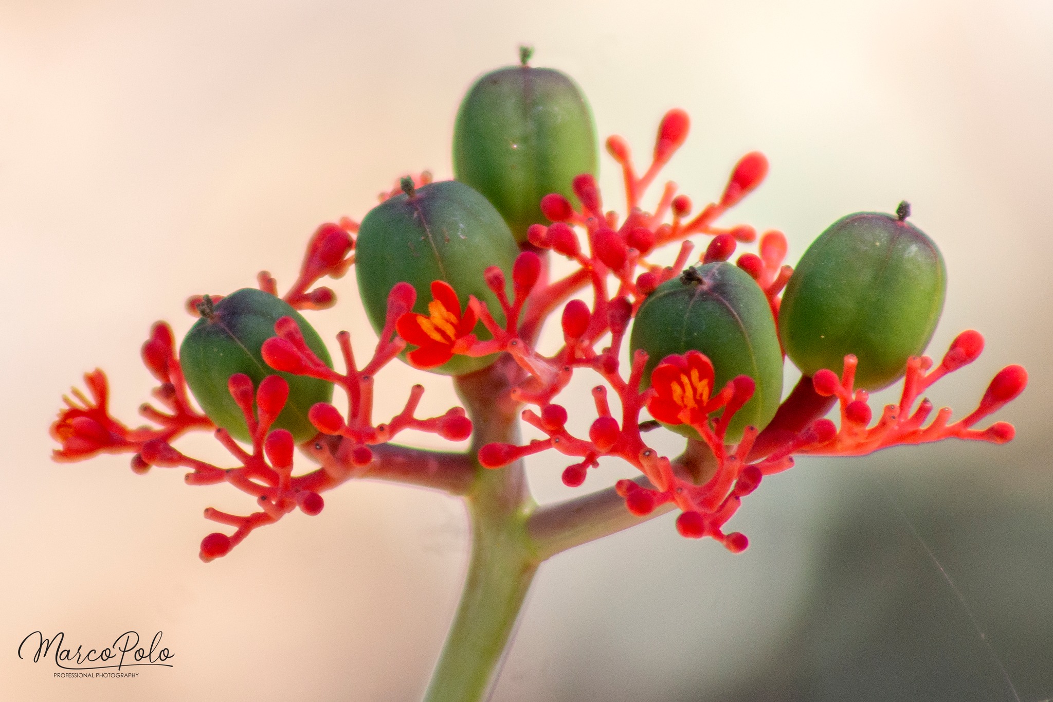 🌿Botánica de la A a la Z. ✏️(J) Jatropha: Jatropha proviene de