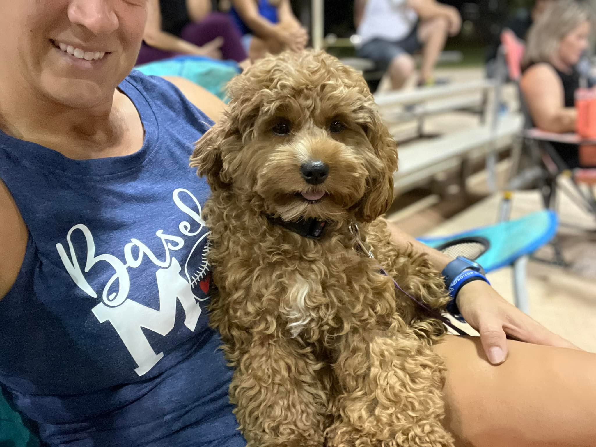 Cockapoo Puppies in Gilbert Arizona