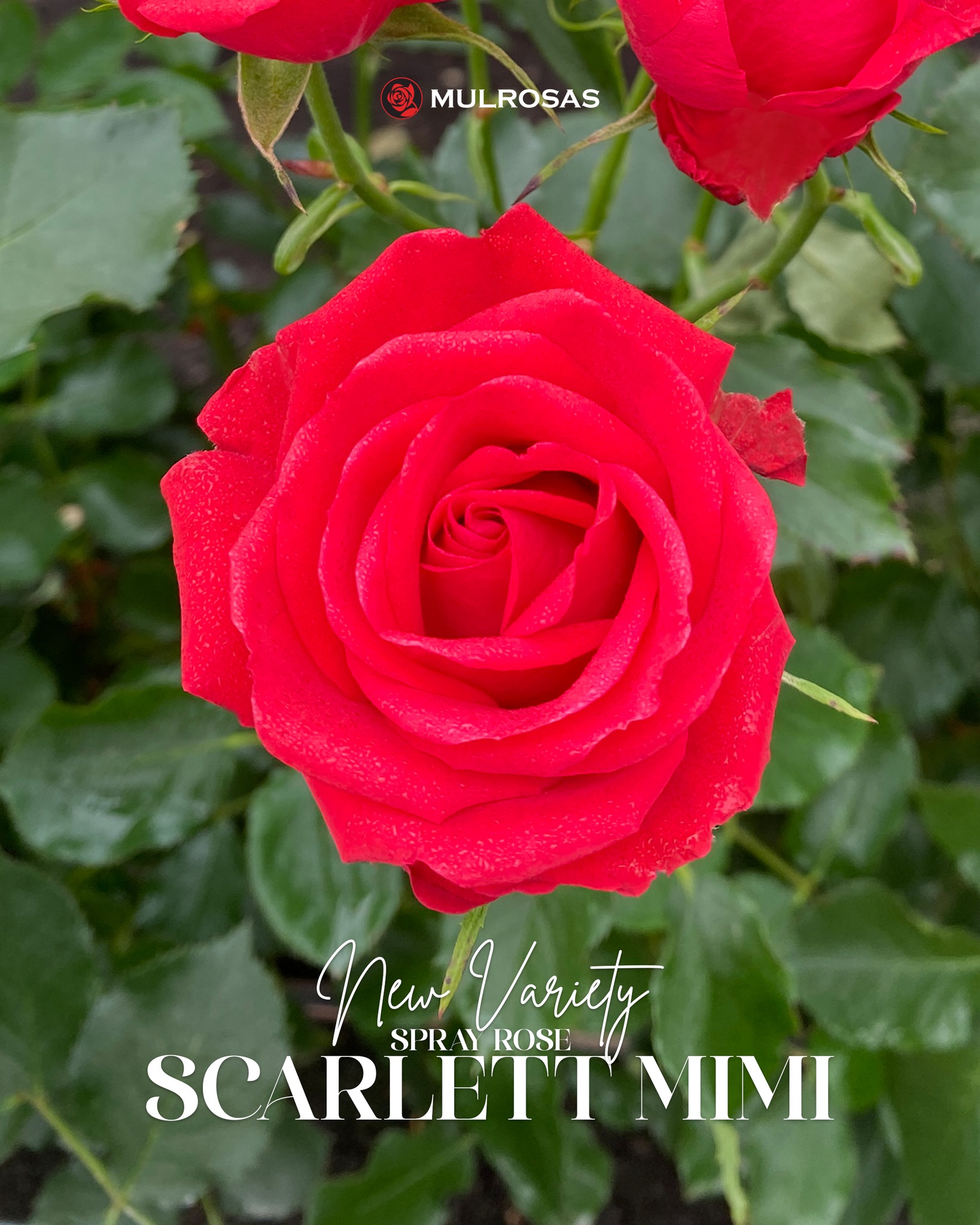 Mulrosas - NEW VARIETY 🌹SPRAY ROSE SCARLETT MIMI🌹 Introducing Scarlett ...