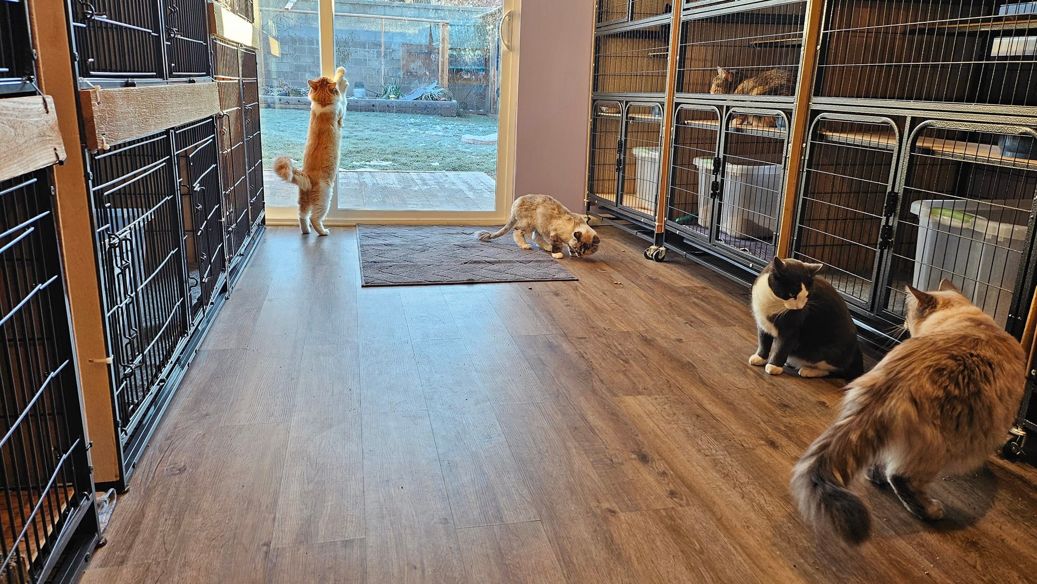 Kate's Cat House | Midvale UT