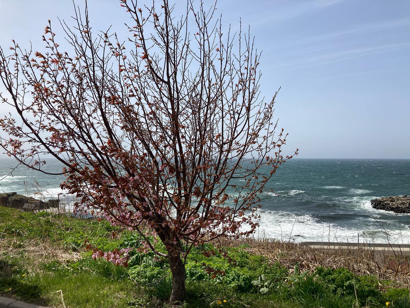 泊村観光協会 - 🌸開花宣言🤗 4月12日投稿の続報です。🗞️ 泊村の至るところで🌸桜の開花が確認できました。👏...