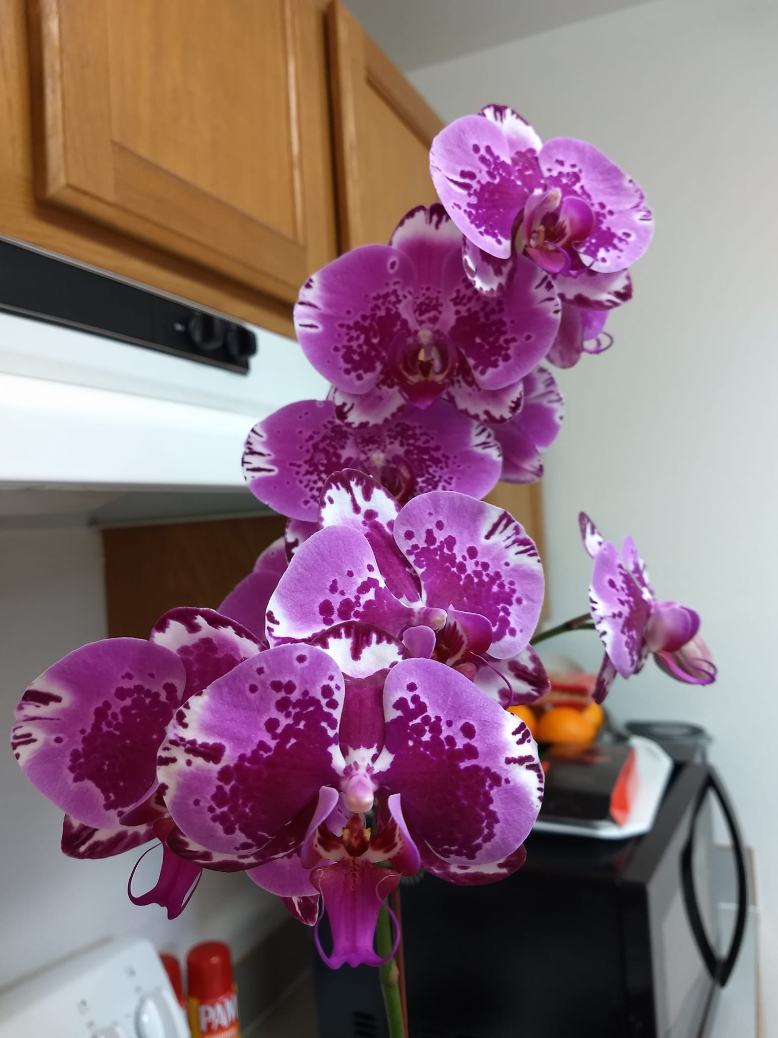 Phal. OX Lion King 牛記獅子王 ? WeChat微信ID：mikiorchid ? more 