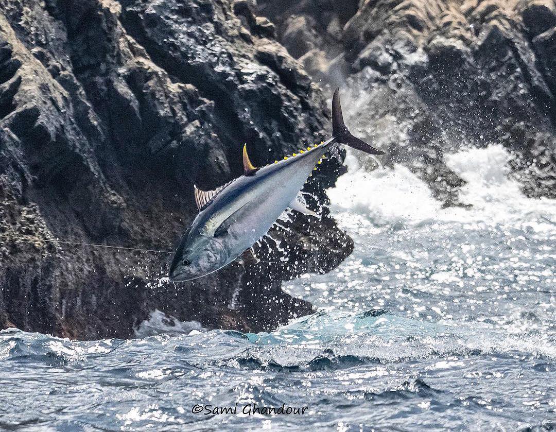 BD Outdoors - Imagine roping in tuna 10 ft off the rocks!...
