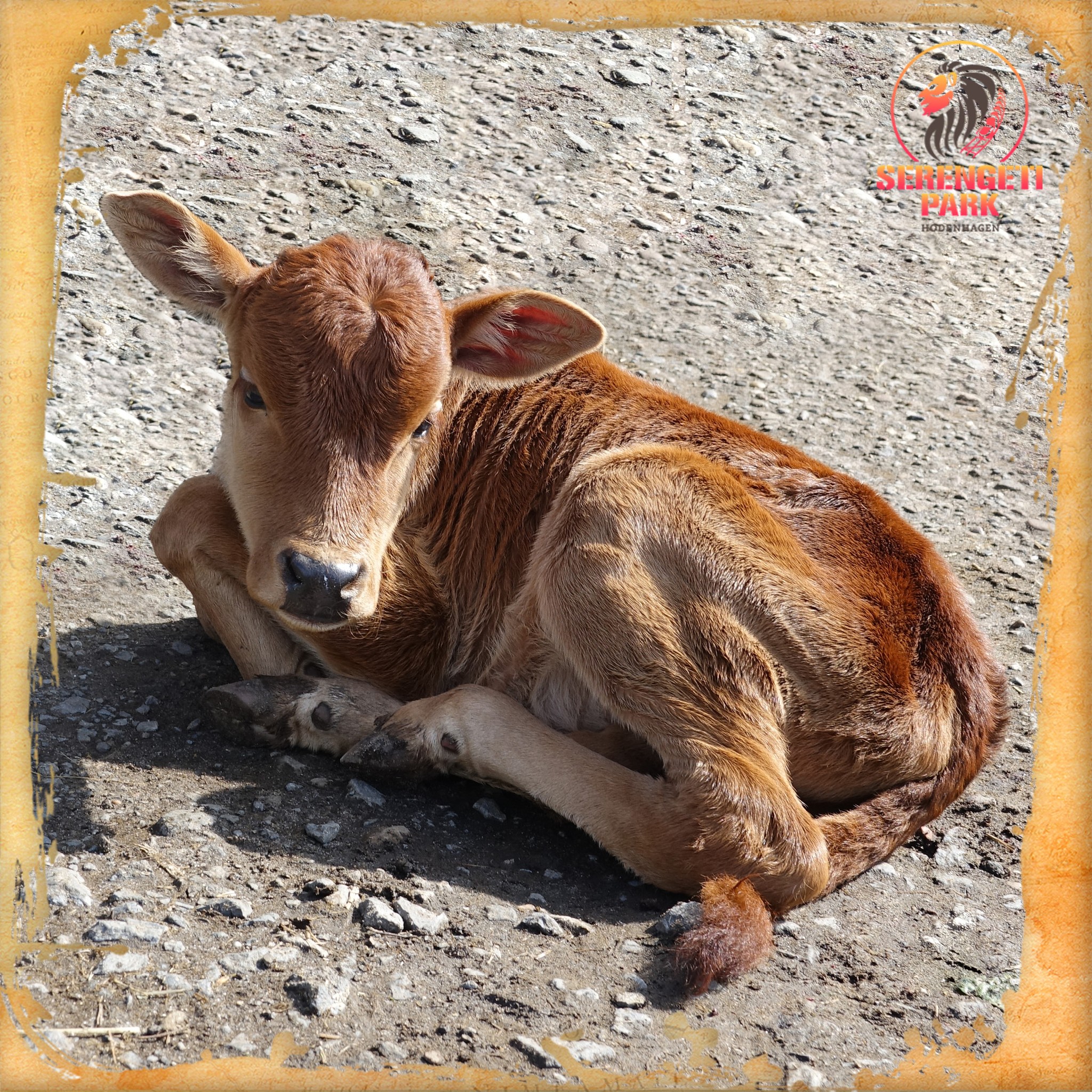 Serengeti-Park - ** NEUES BABY BEI UNSEREN ZWERGZEBUS ** Am Karfreitag ...