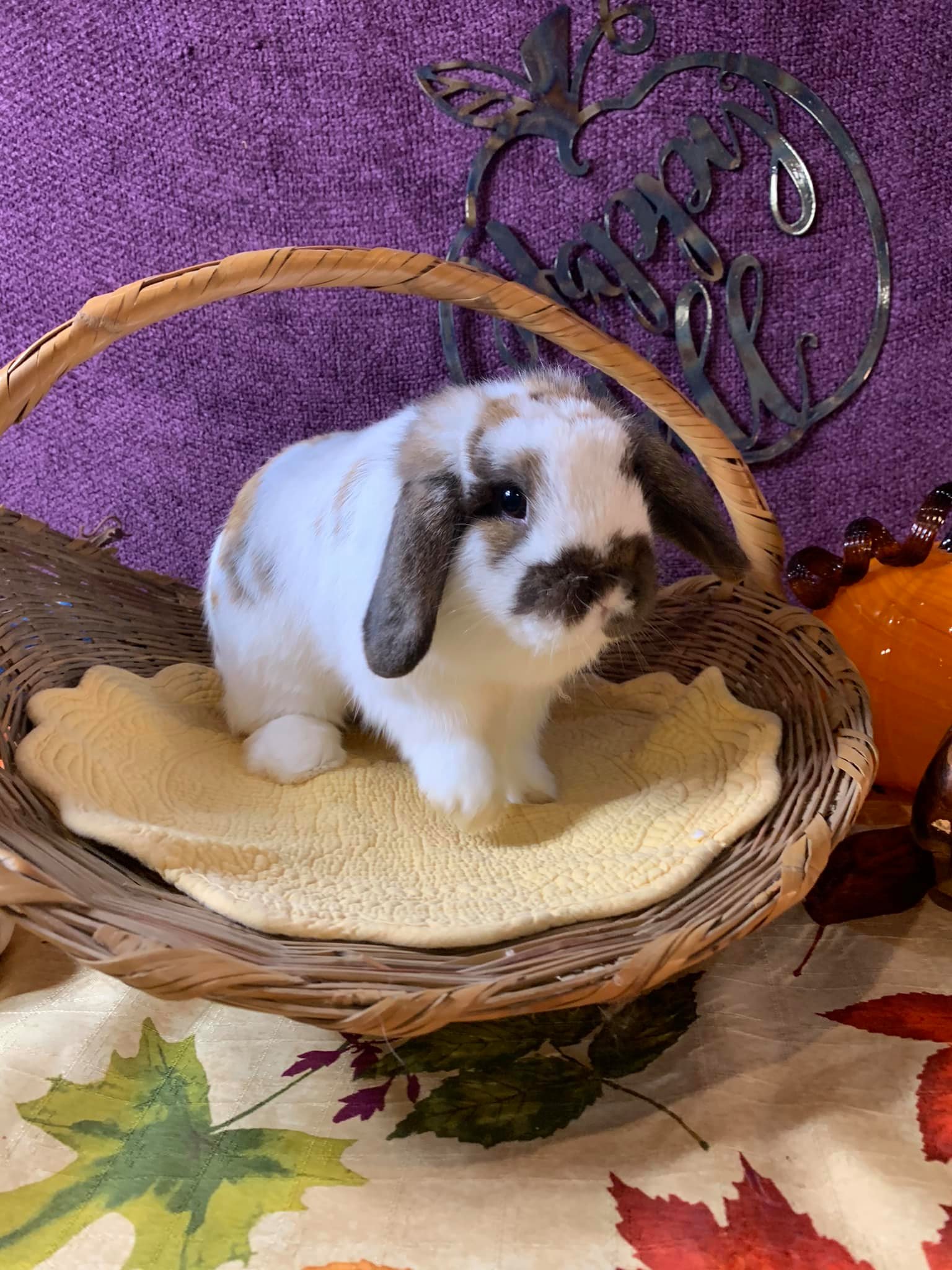 Red Rock Rabbitry