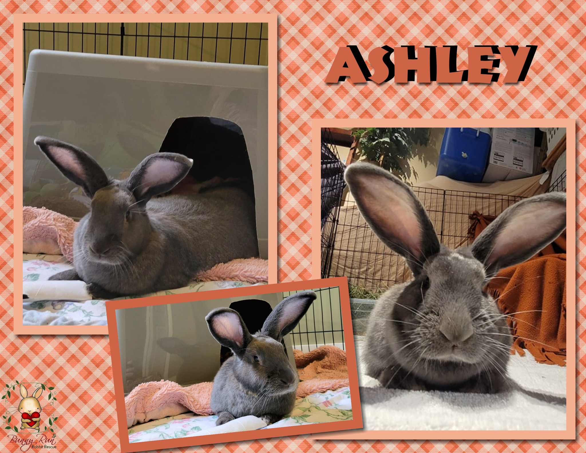 Beautiful Ashley is our big,... - Bunny Run Rabbit Rescue