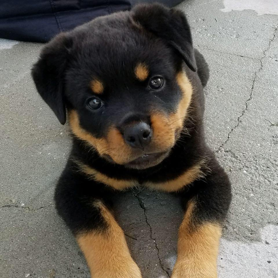 Ridge Rottweilers | Parma MI