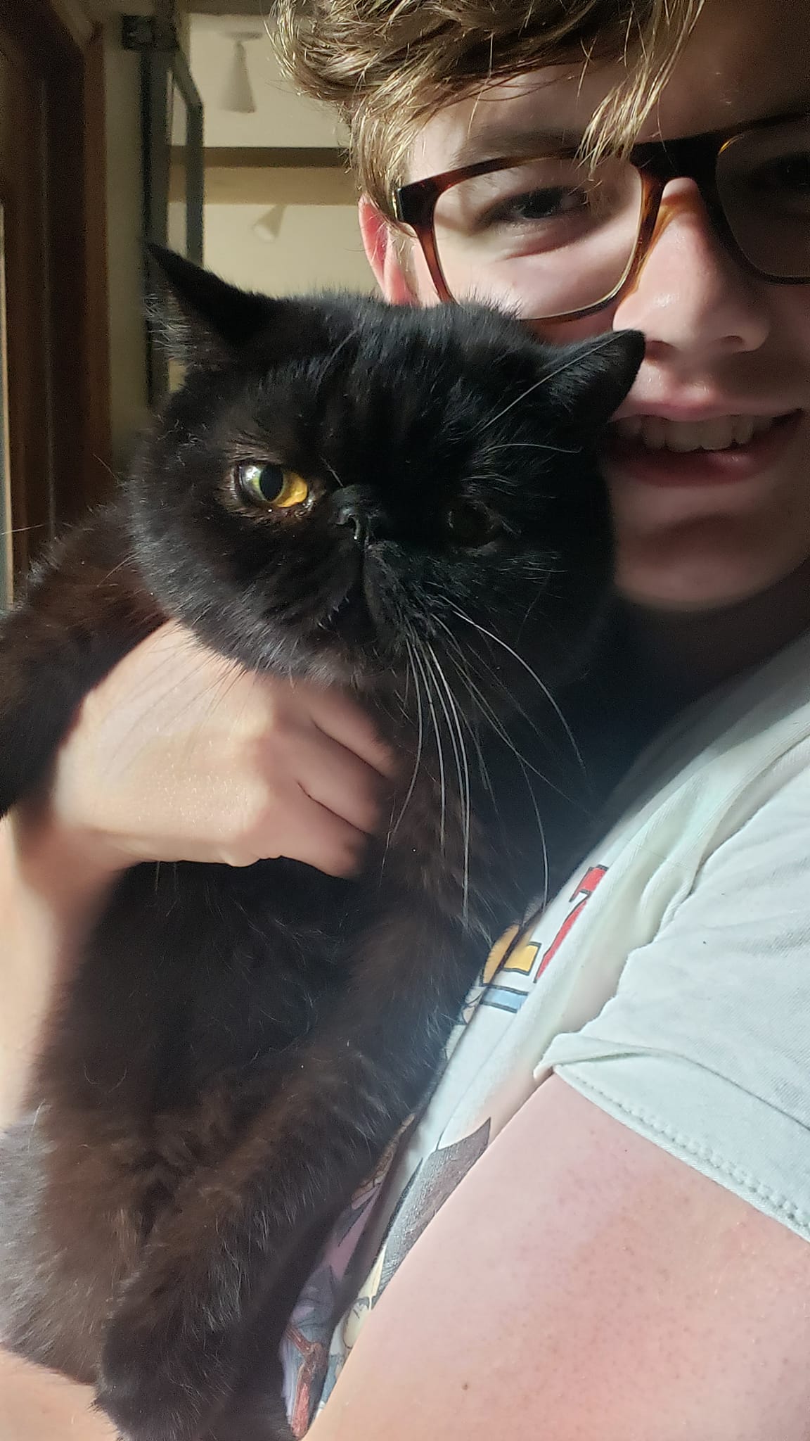 Great... - Great Purrfections Exotic Shorthair & Persians