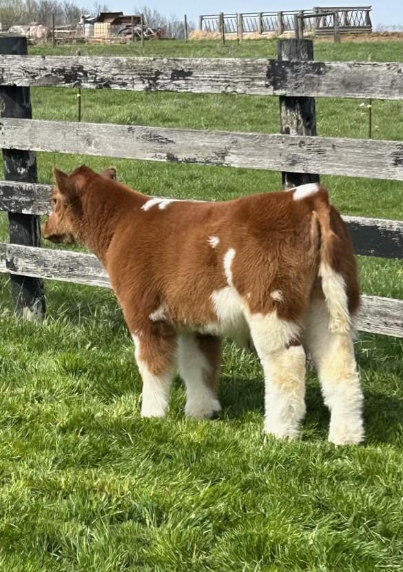 RVC Farms | Cedarville OH