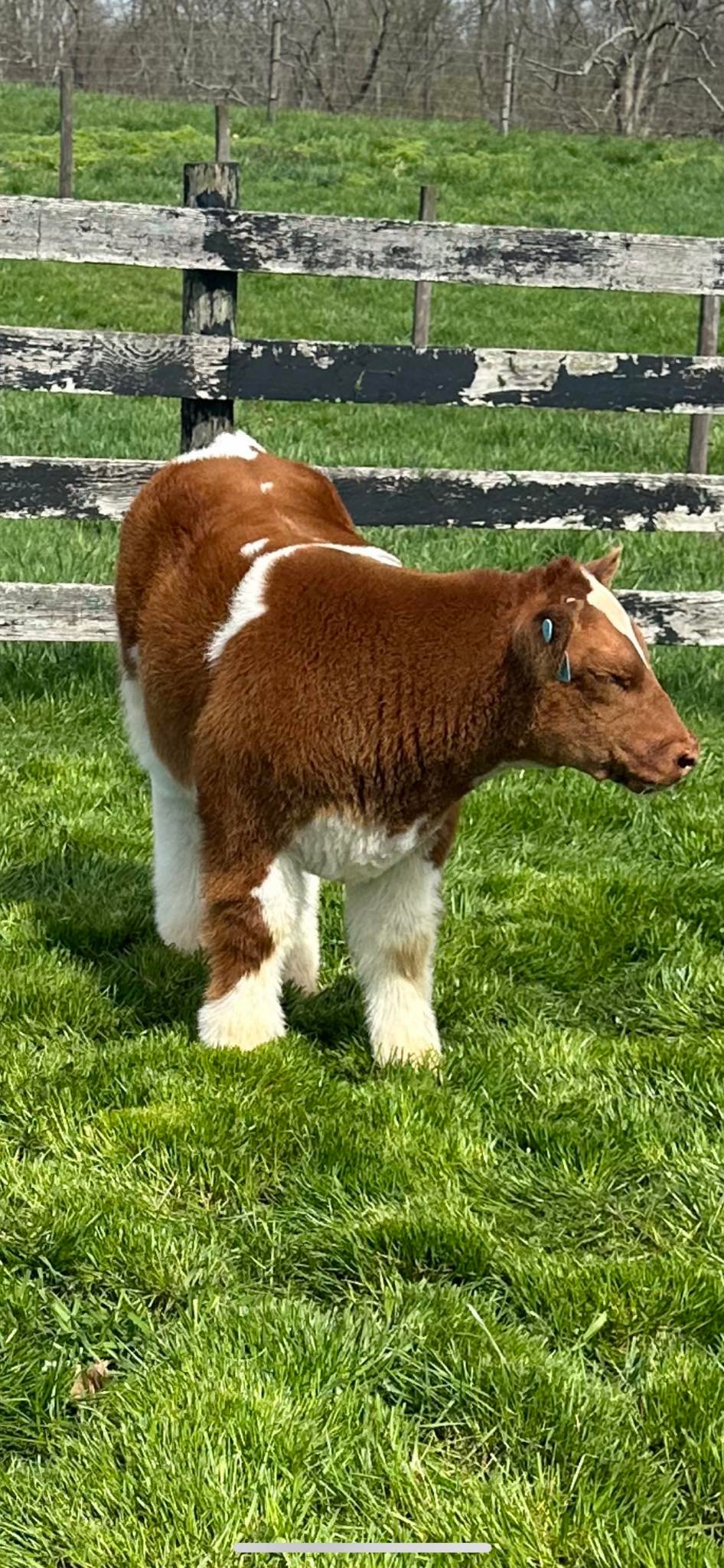 RVC Farms | Cedarville OH