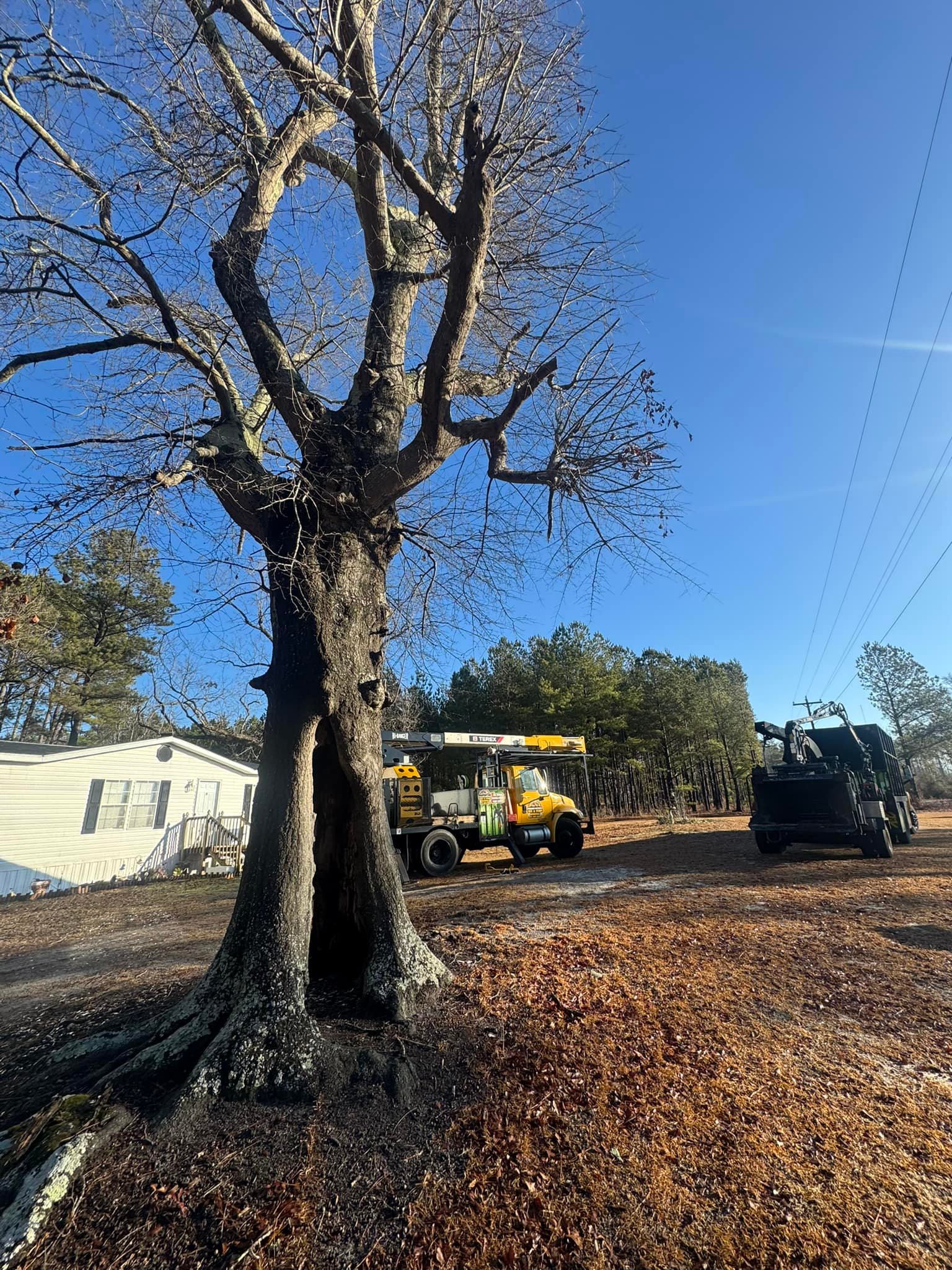 Premier Services LLC Tree & Stump Removal | Darlington SC