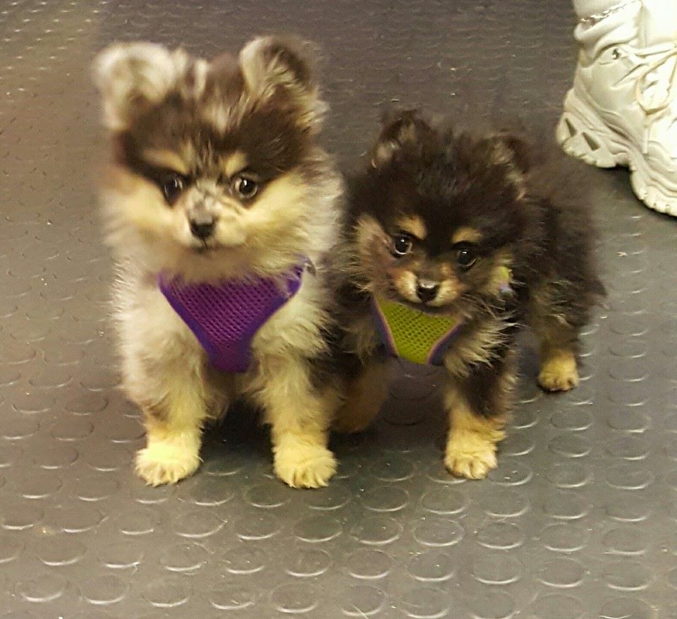 Meet Miggy and Iggy to... - All American Animal House, LLP