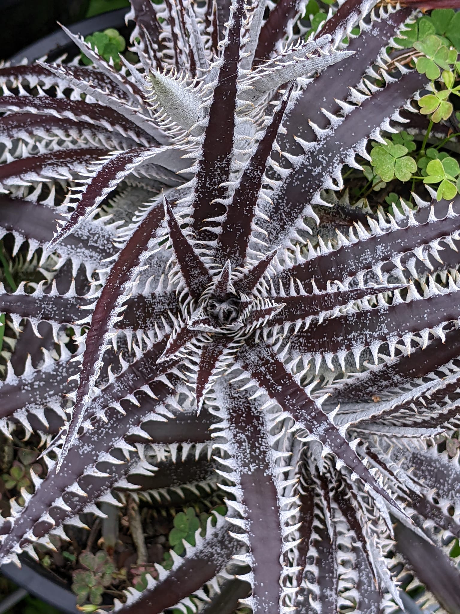 Dyckia fosteriana senges black is rugged ! And it has a unique