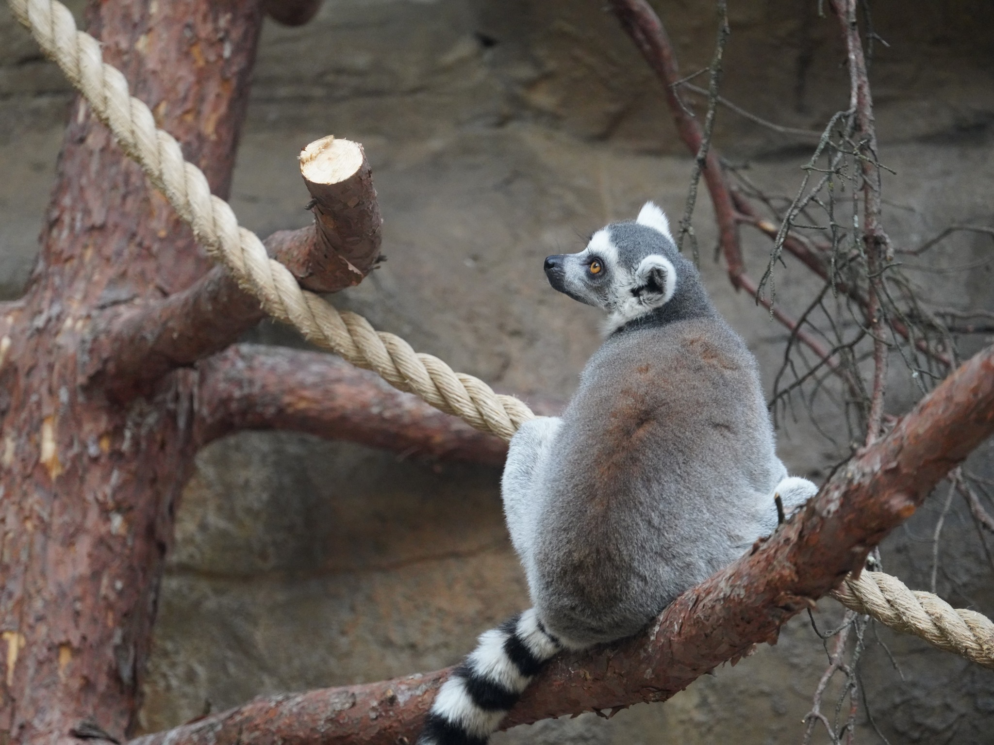 Detroit Zoo - Welcome to the ring-tailed lemur's winter...