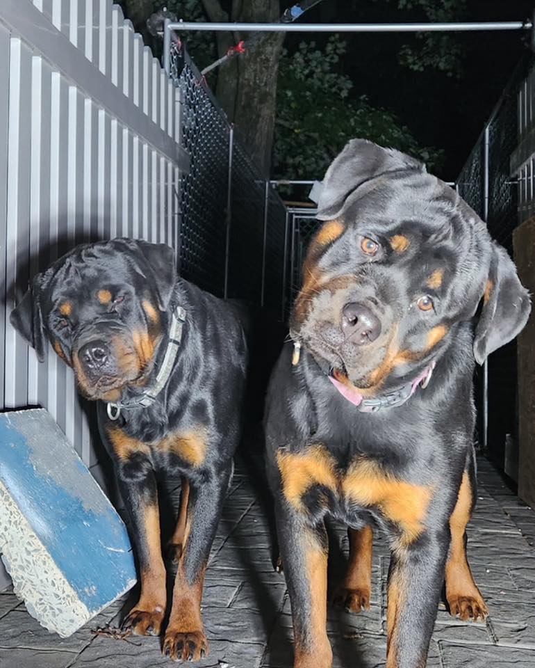 Rottweiler puppies for Adoption under $1000 | Facebook