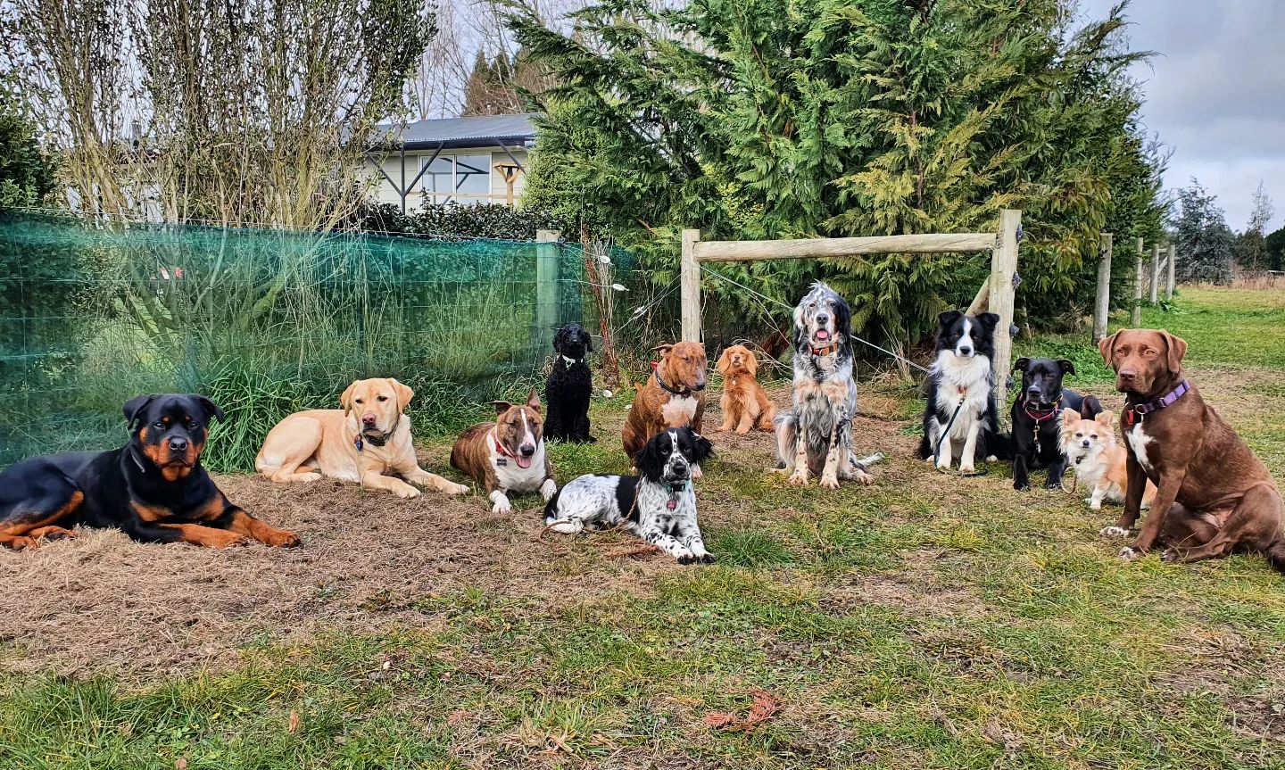 Dogs By Design - Look at the gorgeous Thursday Pack 🥰🐾🐕 Do...