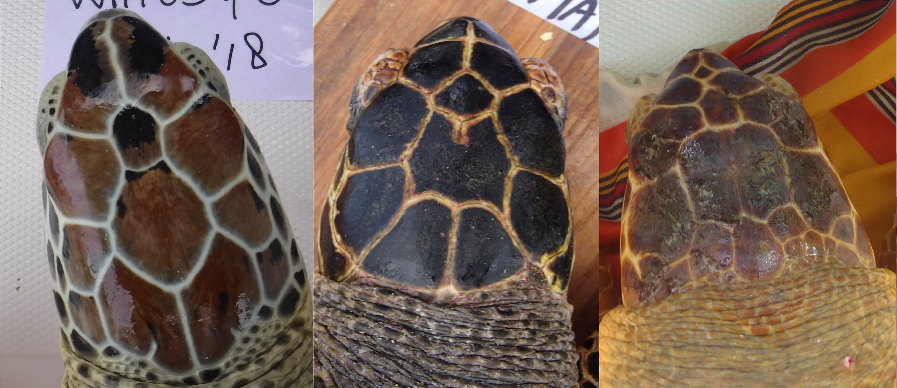 Did you know that each... - Sea Turtle Conservation Bonaire