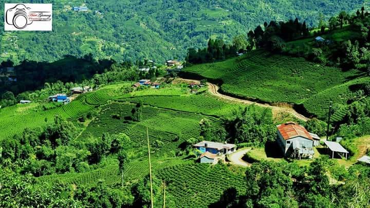 Unique Tea and Varieties Center | Pokhara