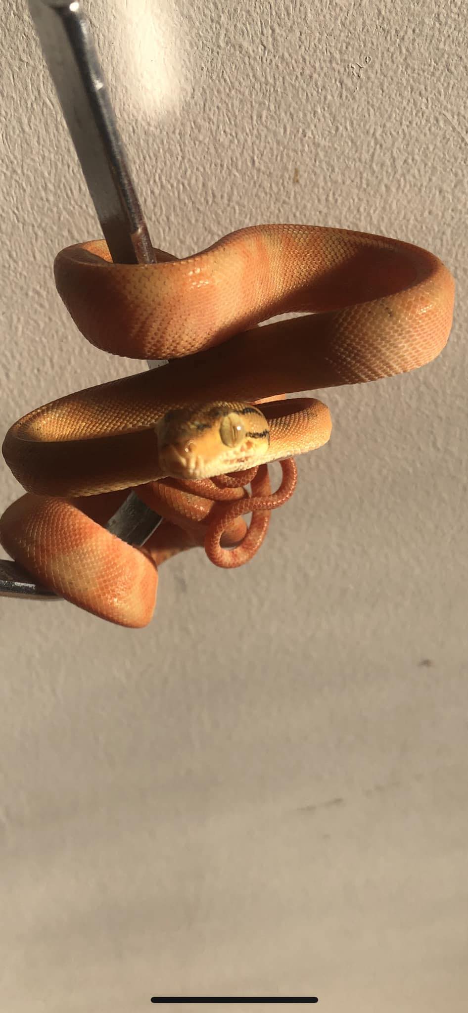 Éra Ball Python/Királypiton... - Éra Ball Python/Királypiton