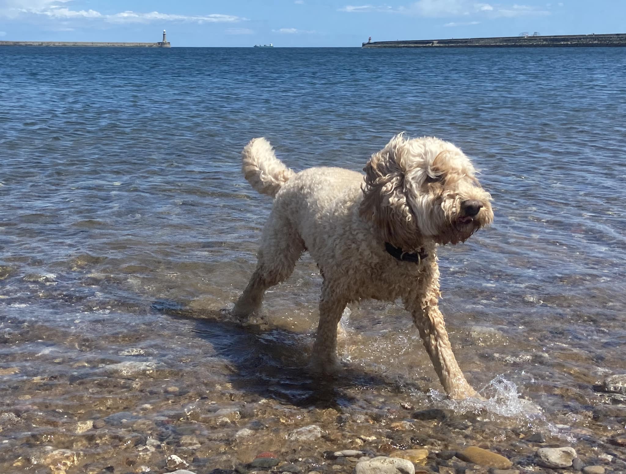 The adventures of Mr Brodie What a... - Brodie the Cockapoo | Facebook