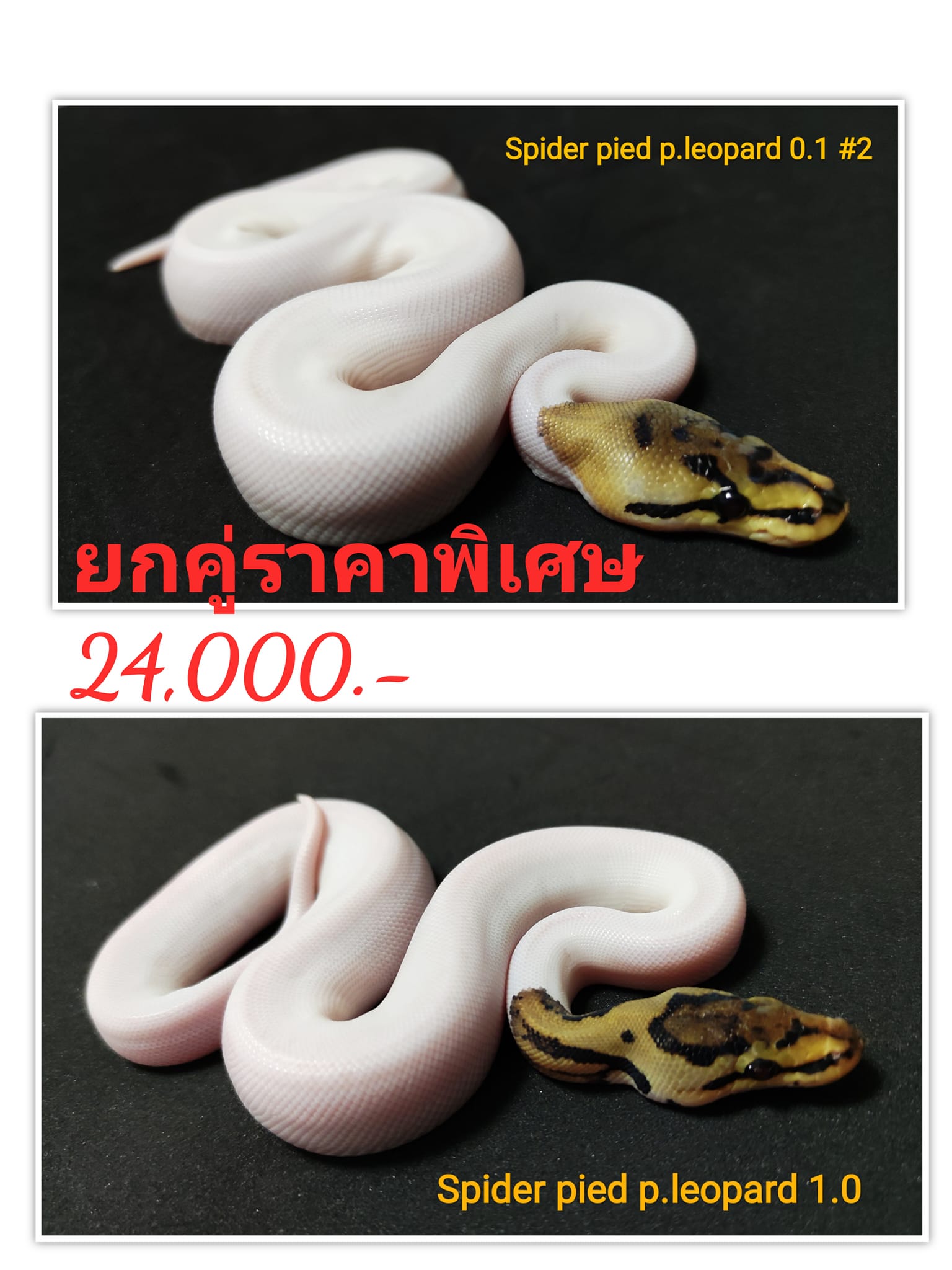 Snake Gentleman - คู่สุดท้ายสำหรับคนที่ชอบแบบขาวสุดๆมีลายพอ... | Facebook