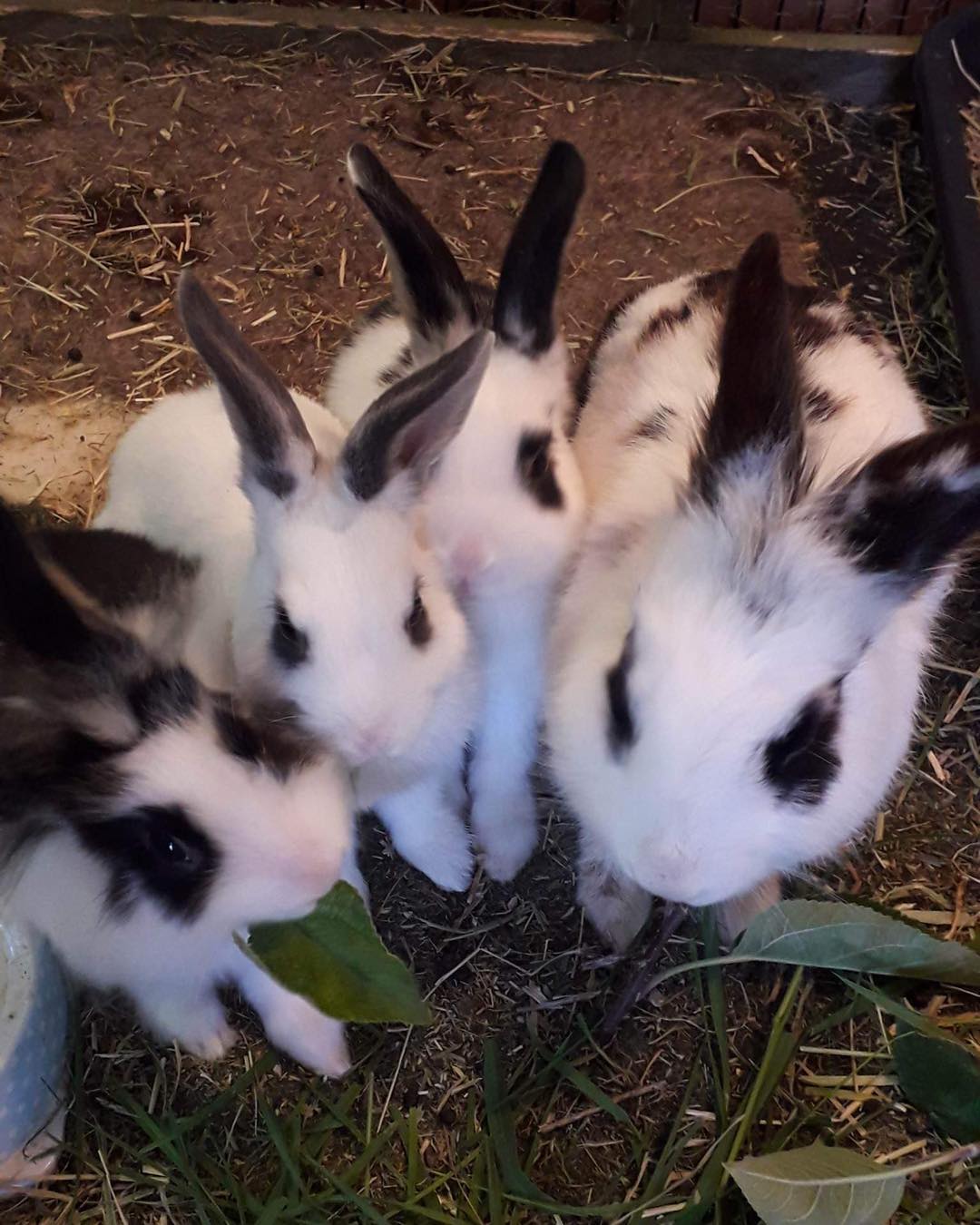 🐾 Life in a Rescue 🐾... - Bristol Rabbit Rescue And Friends