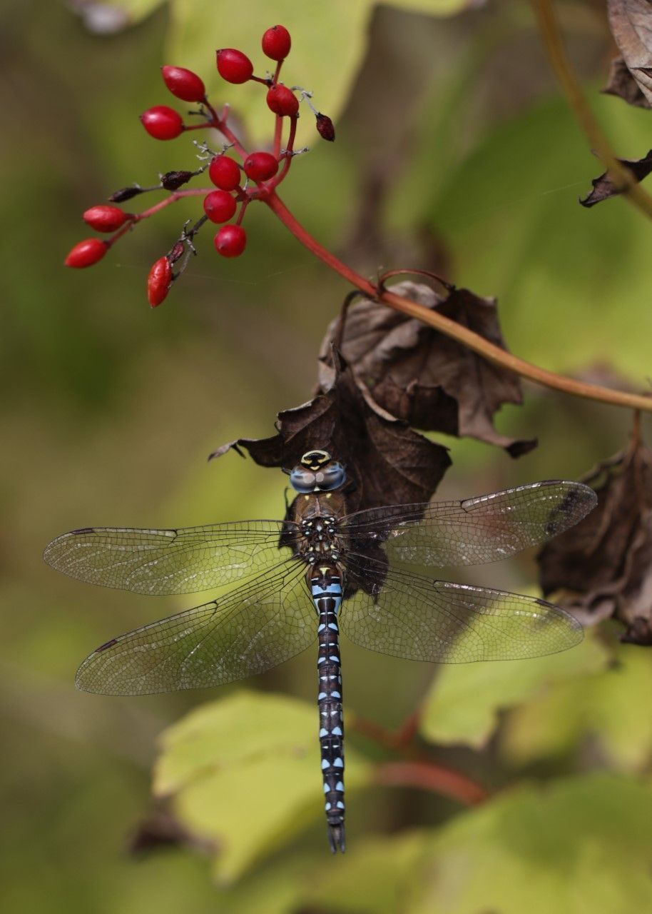 Norfolk Wildlife Trust - Photo of the week 📸 Sarah Salmon’s stunning ...
