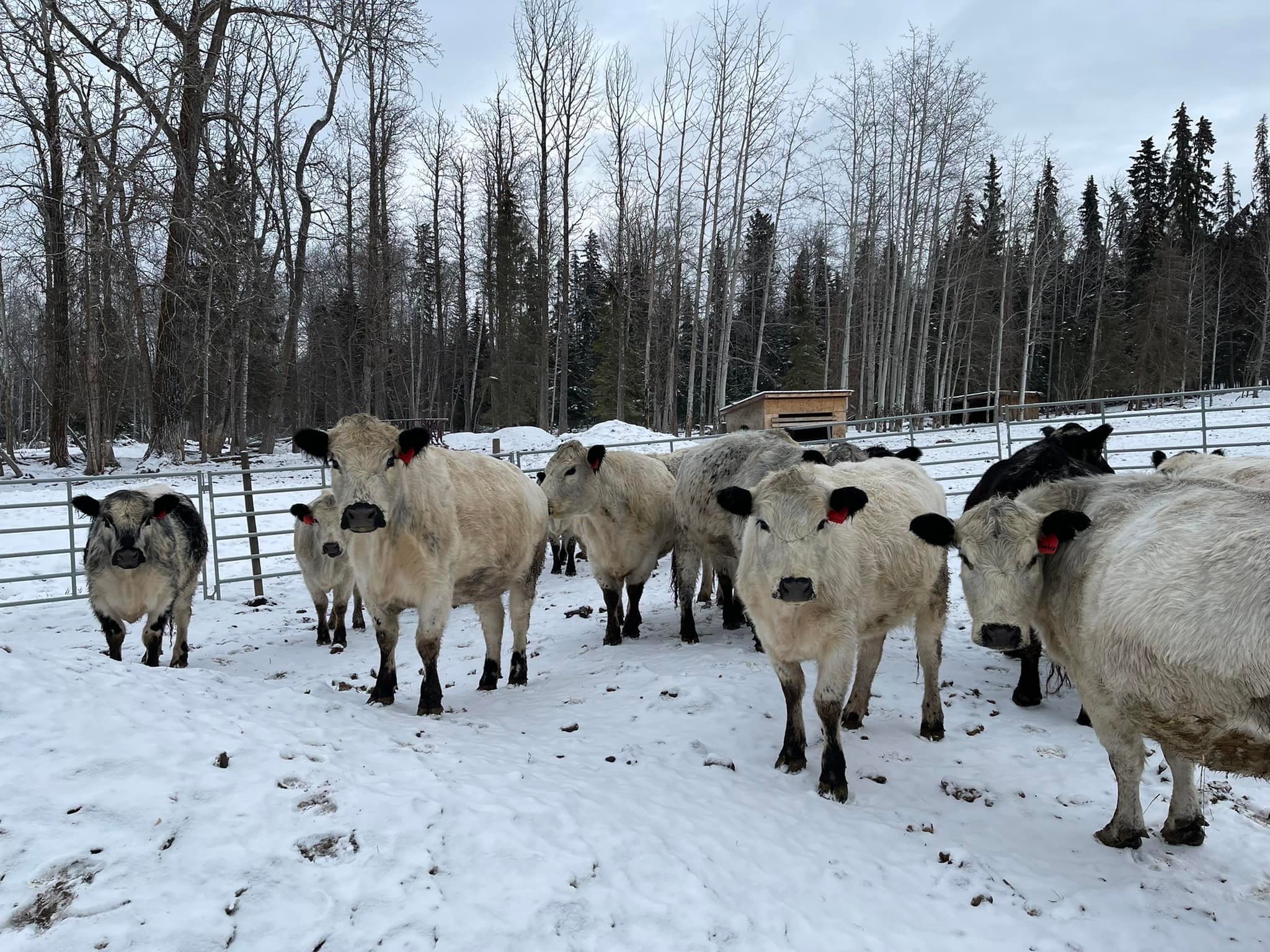 Diamond K Ranch