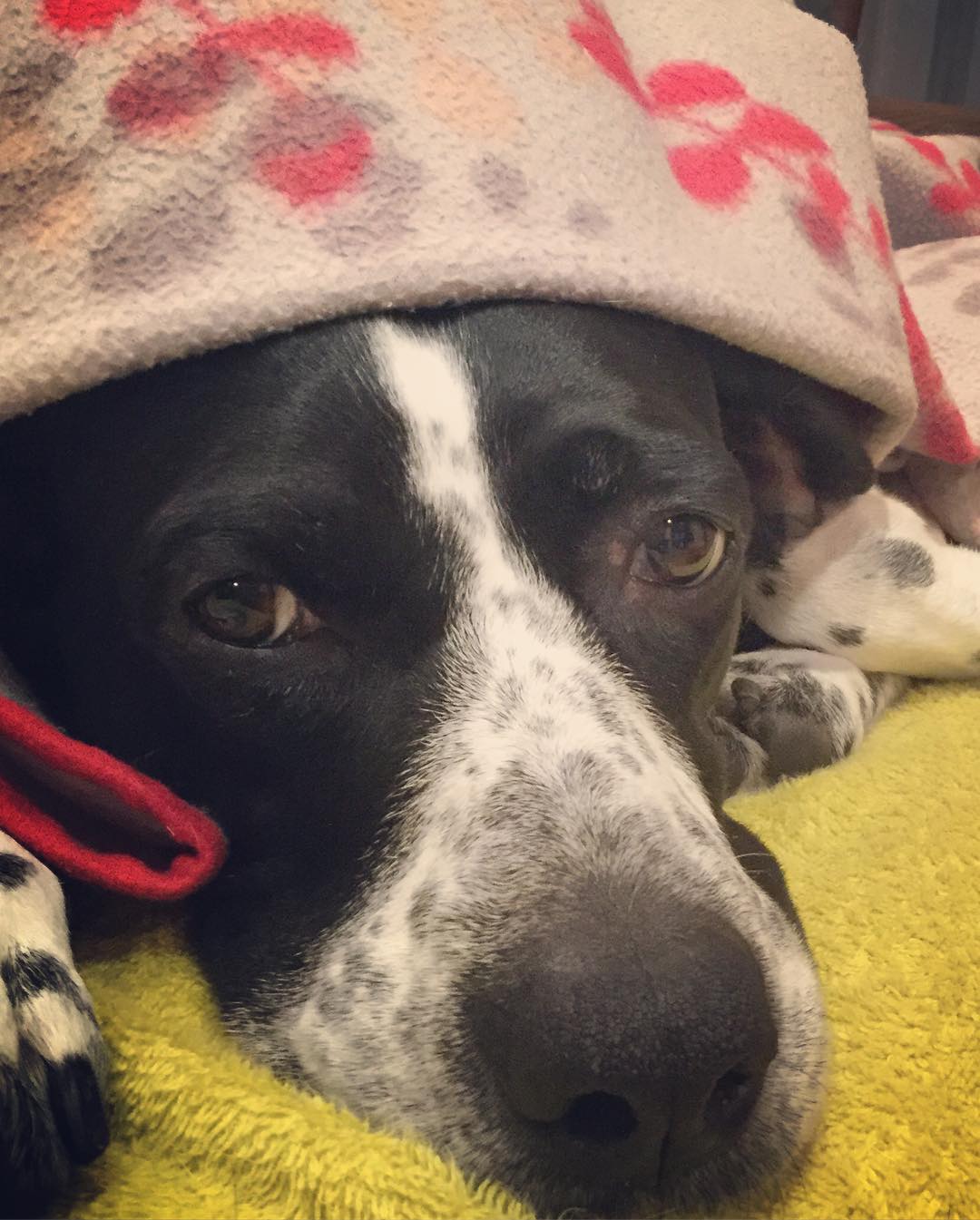 美容室サントラップ イングリッシュポインター ポインター 元保護犬 ワカメ 古河市 Facebook