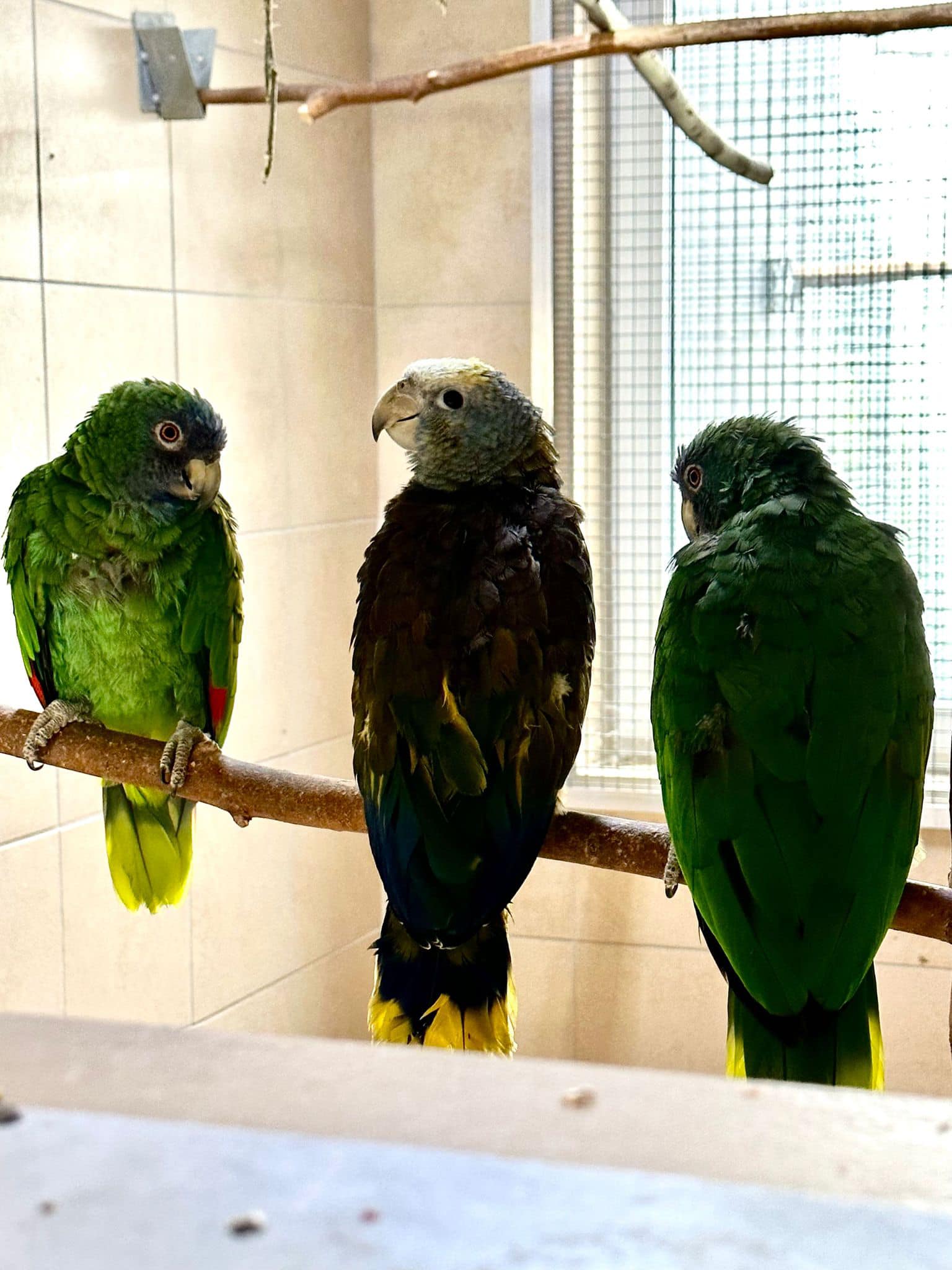 Another interesting insight into the highlights of our breeding season ...