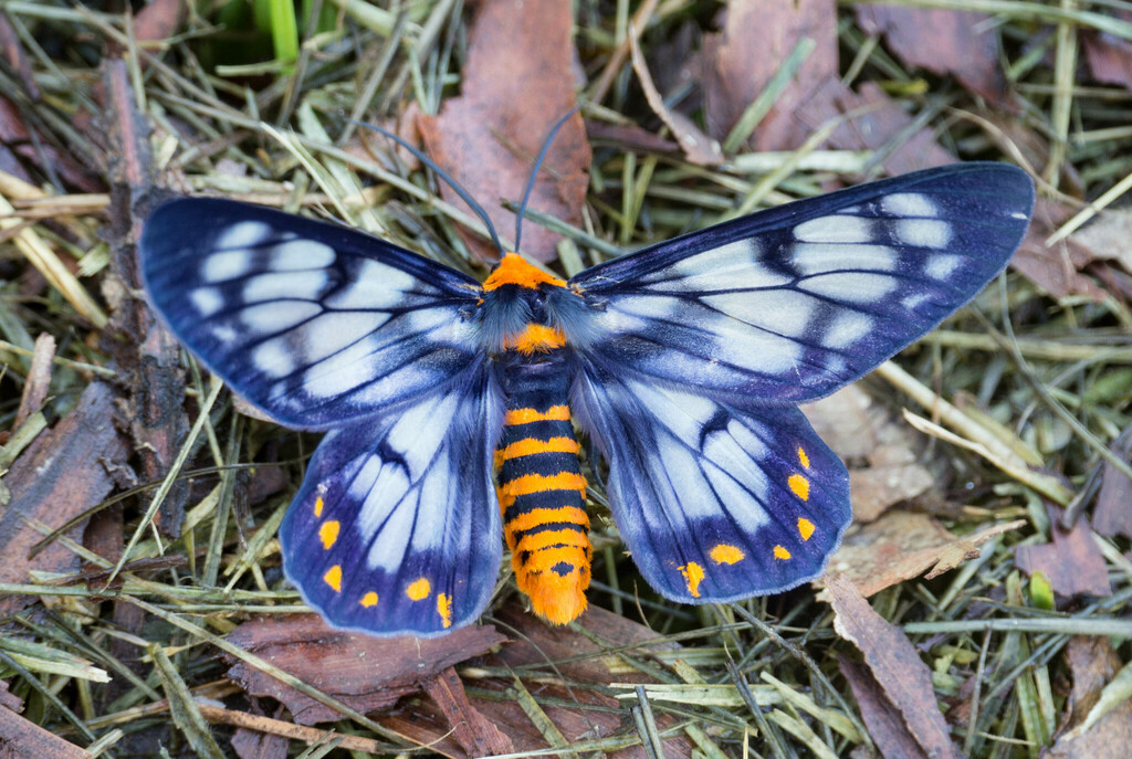This amazing moth is... - Entomological Society of Victoria | Facebook