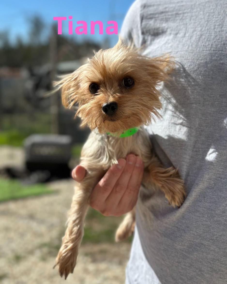 We are still accepting... - Sandy Paws Rescue Inc. | Facebook