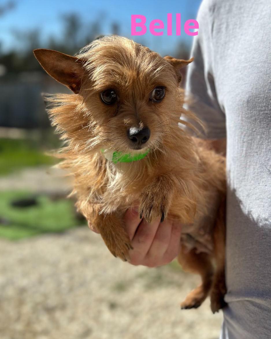 We are still accepting... - Sandy Paws Rescue Inc. | Facebook