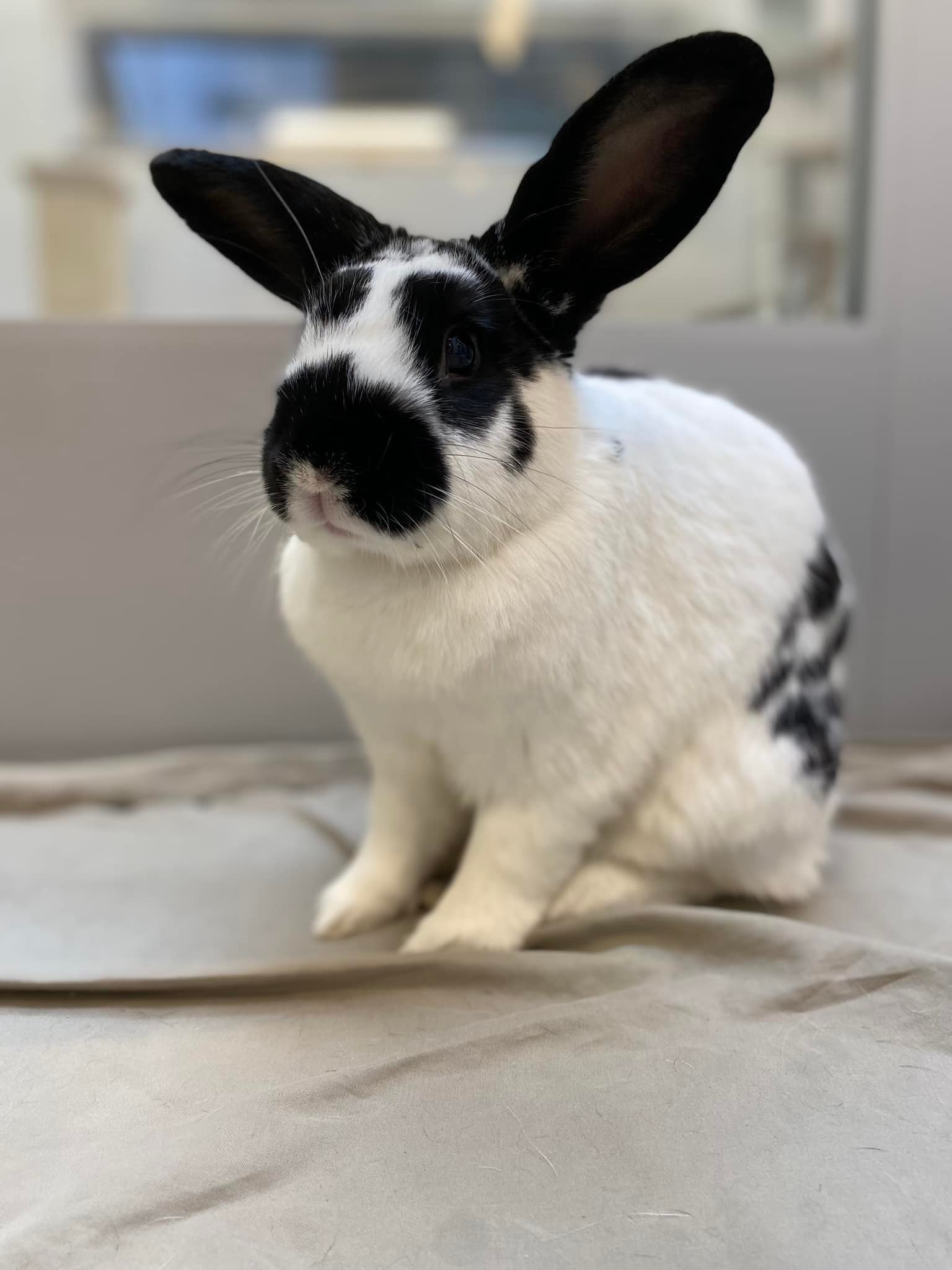 PNW Pet Rabbit Rescue