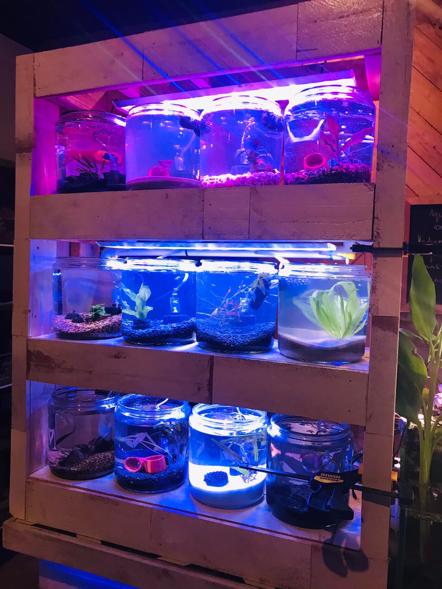 Aztec Aquarium - Today I spent my day off completing our...