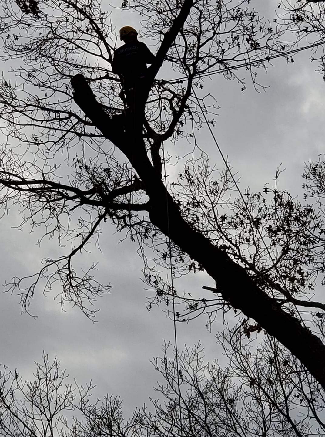 BT's Tree Technicians