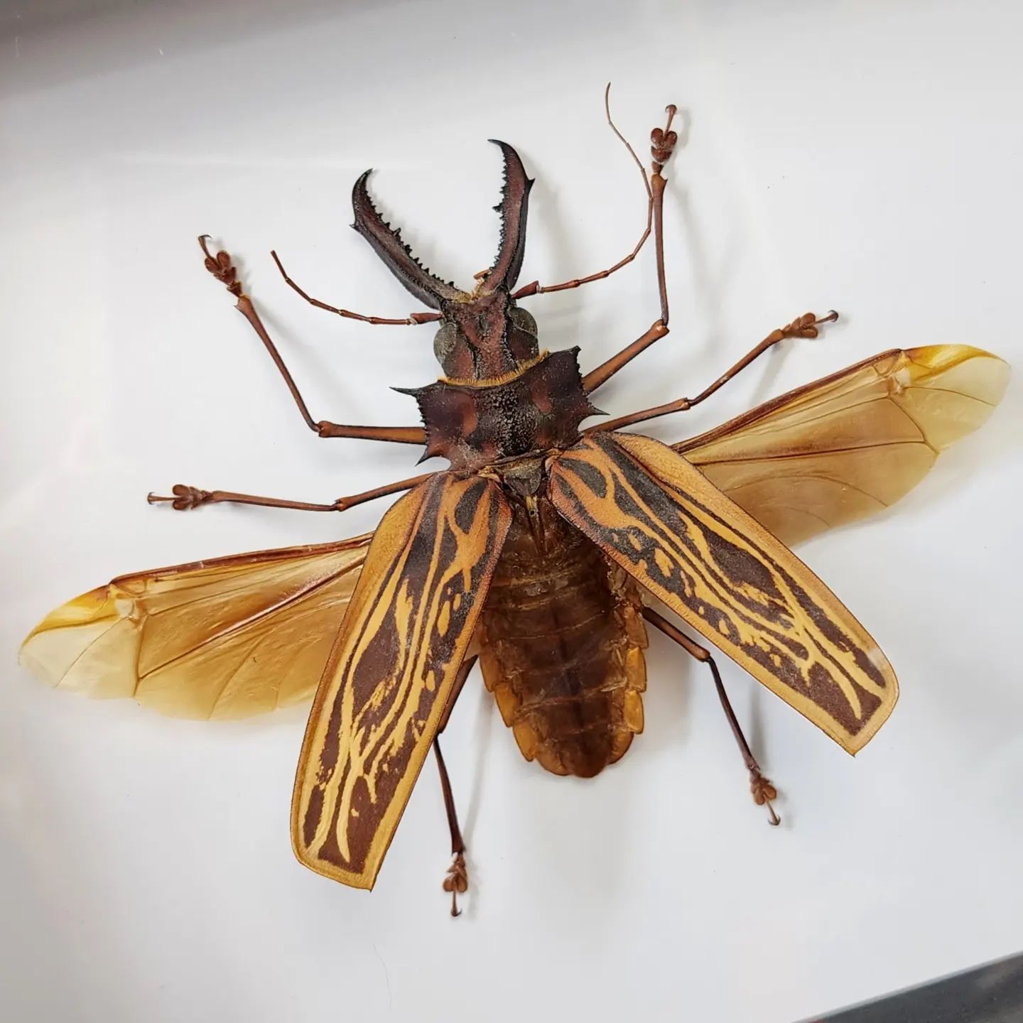 Skull Store - This incredible, rare, insect is a male...